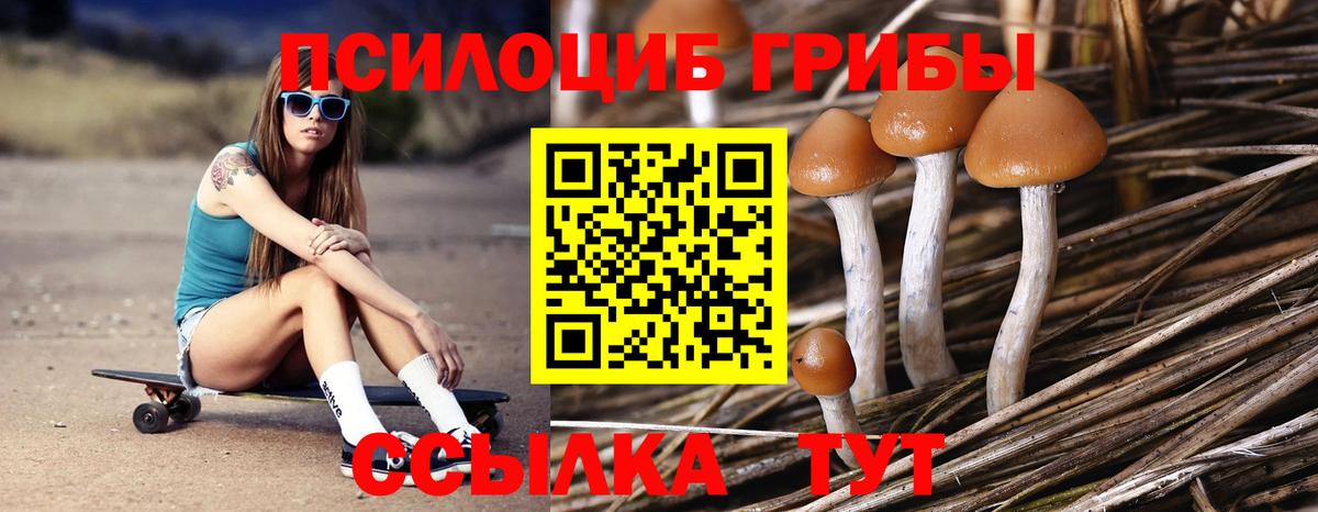 Гурьевск  Псилоцибиновые грибы Cubensis  Вход с VPN 